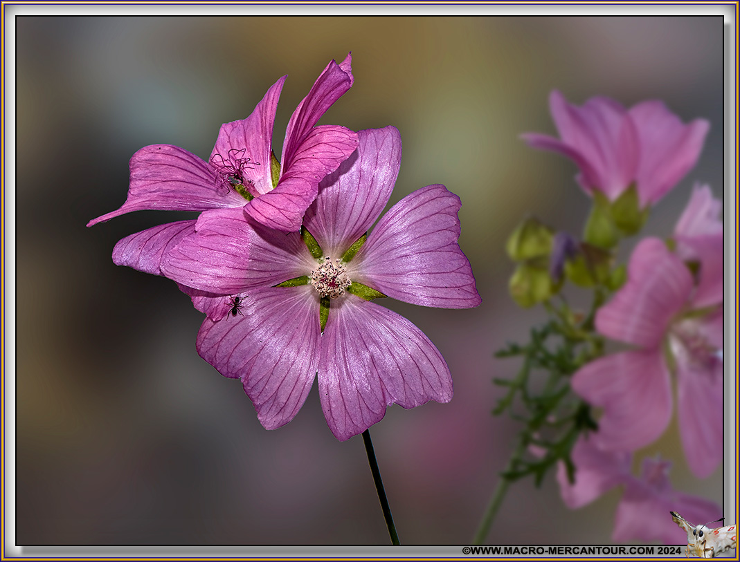Mauve alcée